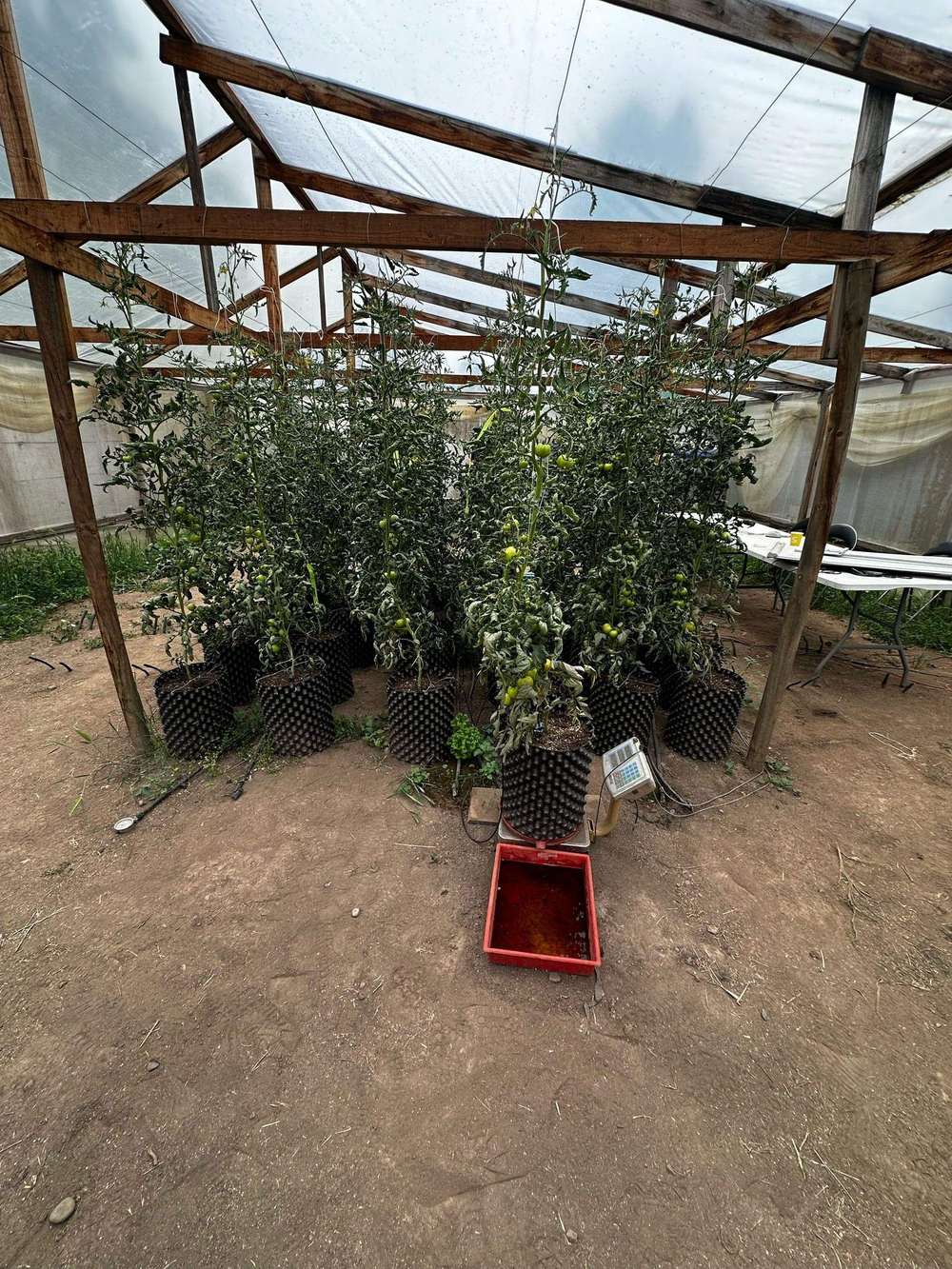 Plantas de tomate en macetas dentro del invernadero de INIA La Cruz